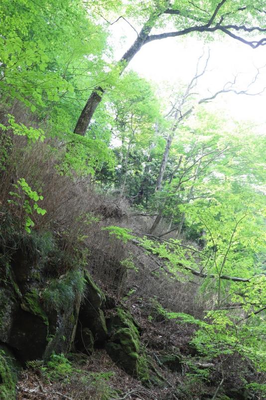 写真4.スズタケが一斉開花した翌年5月の林床。新緑の瑞々しい若葉が茂る林床では枯れて茶色になったスズタケが目立ちます。