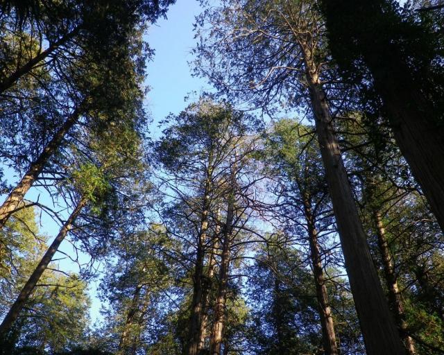 水戸市不動山にはサワラ人工林があります。現在の林齢は約270年と推定されます。幹の平均直径は約70cm。