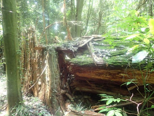 水戸市不動山では、地際付近の材が腐って強度が低下し、幹の折れたサワラの大木が多数見られました。