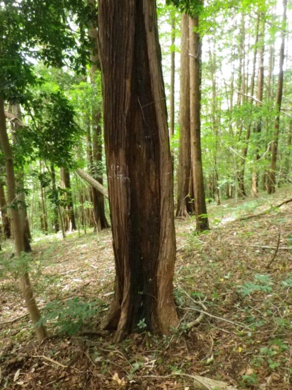 常陸大宮市の尺丈山のサワラでは、さび病菌などの菌類による幹の変形が多く見られました。