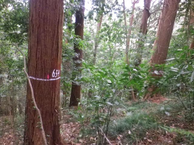 石岡市の間伐等の手入れを行ってきたサワラ林では、県内の他のサワラ林よりも病気の発生が少なく健全でした。
