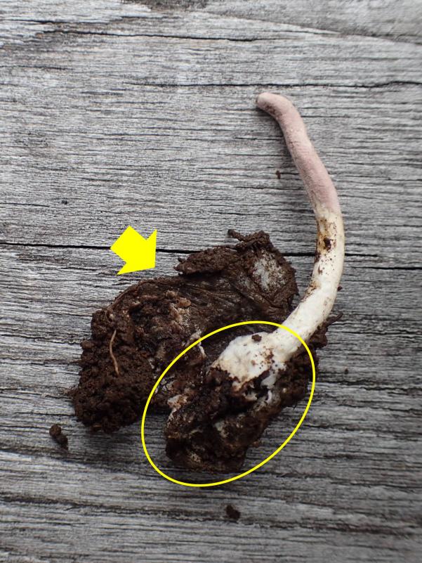 トタテグモの巣は筒状に伸びています。クモタケを根元から掘り出して巣を切り開くと白い菌糸に覆われたクモが現れます