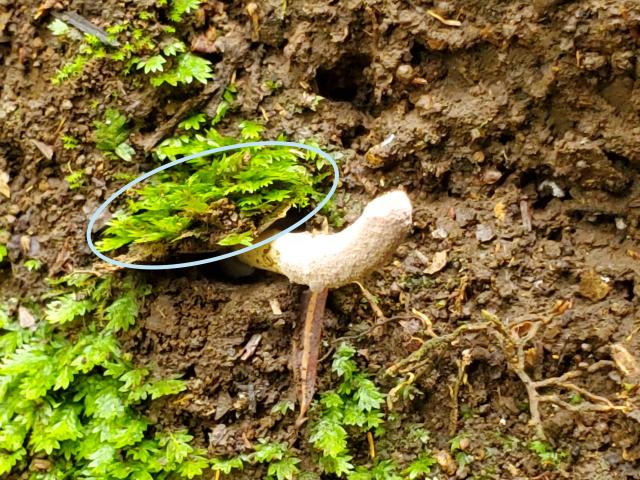 クモタケは地中に巣をつくるトタテグモに寄生して生えています。きのこは巣の蓋を押し上げて地上に出てきます