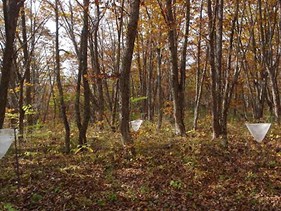 ミズナラ林の調査地で、落下してくる堅果を受け止めるトラップを設置している様子