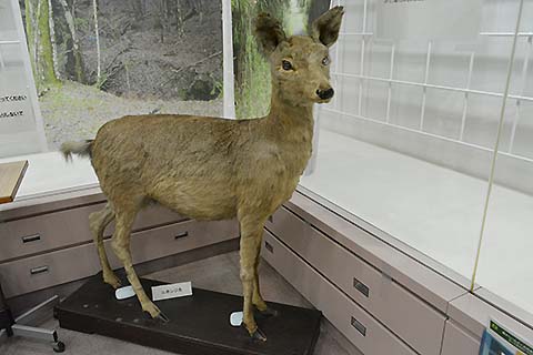 もりの展示ルーム夏休み公開シカ