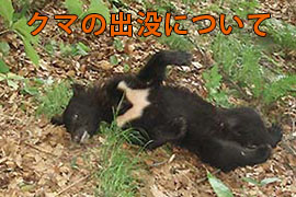 特集：人里へのクマの出没について