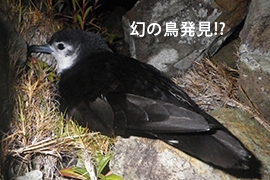 特集：オガサワラヒメミズナギドリ