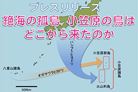 特集：絶海の孤島、小笠原の鳥はどこから来たのか？