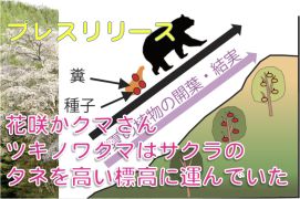 花咲かクマさん：ツキノワグマは野生のサクラのタネを高い標高へ運んでいた