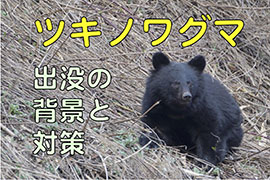 ツキノワグマ 出没の傾向と対策