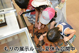 特集：もりの展示ルーム