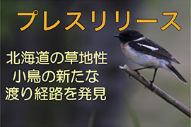 プレスリリース「北海道の草地性鳥類（ノビタキ）は大陸経由で南下してインドシナ半島で越冬する」