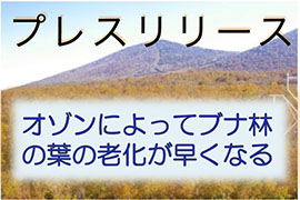 プレスリリース オゾンによってブナ林では葉の老化が早くなる