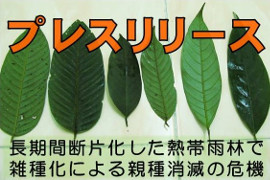 特集：長期間断片化した熱帯雨林でフタバガキ樹木の珍しい雑種を確認