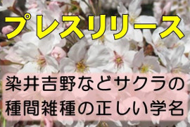 特集：‘染井吉野’など、サクラ種間雑種の親種の組み合わせによる正しい学名を確立