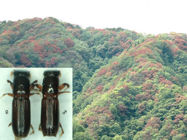 ナラ枯れ被害とナラ菌を媒介するカシノナガキクイムシ