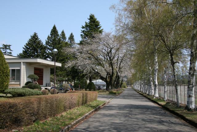 平成25年の東北支所構内のサクラ