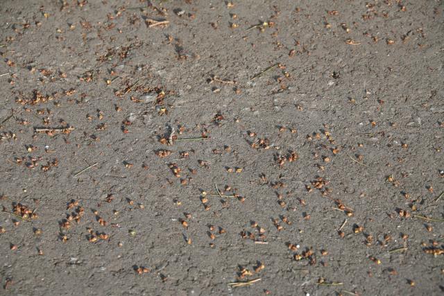 地面に落下した花芽の鱗片