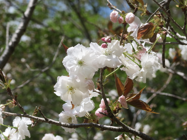 静香（2017年4月24日）