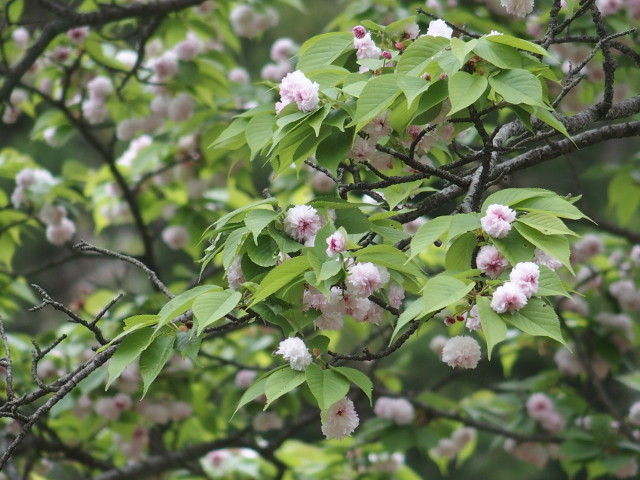 ‘兼六園菊桜’（2017年4月27日）