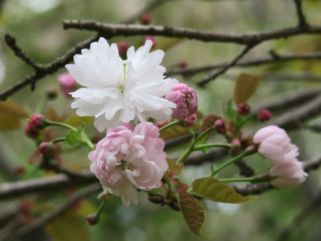 ‘奈良の八重桜’（2017年4月27日）