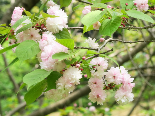予野の八重桜（2017年5月01日）"
