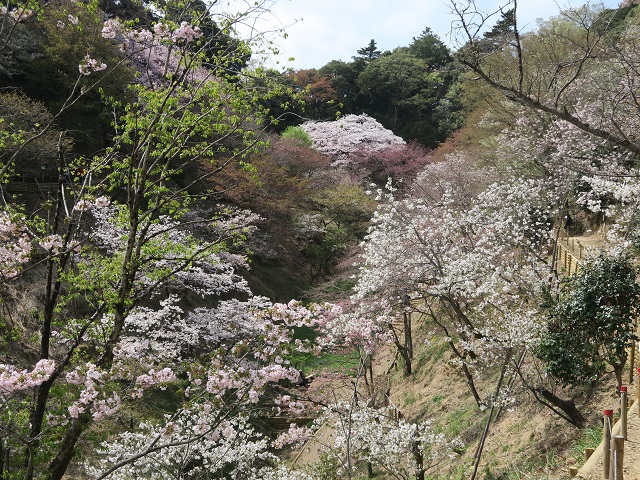 園内の様子（2018年4月5日）