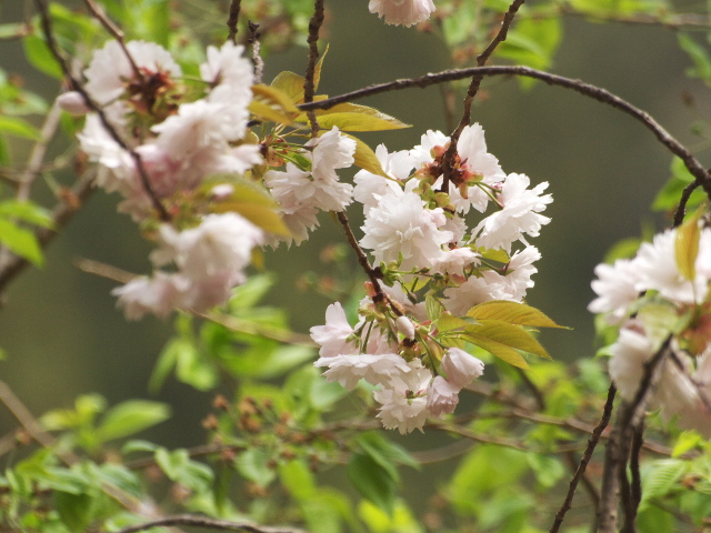 磐椅神社の大鹿桜（2018年4月5日）