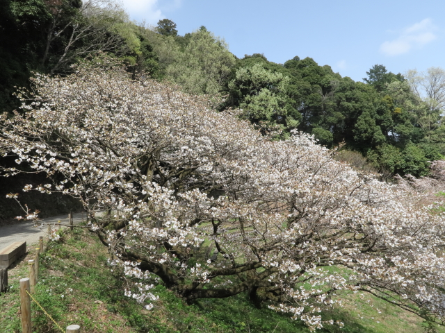 御室有明（2021年4月1日）