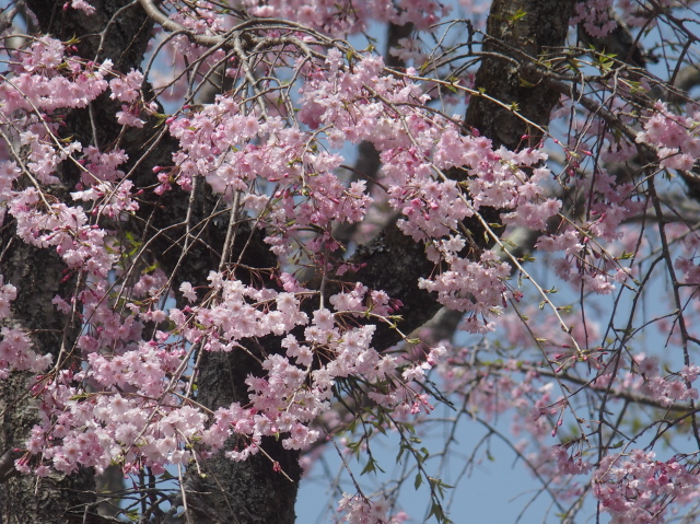 八重紅枝垂（2021年4月1日）