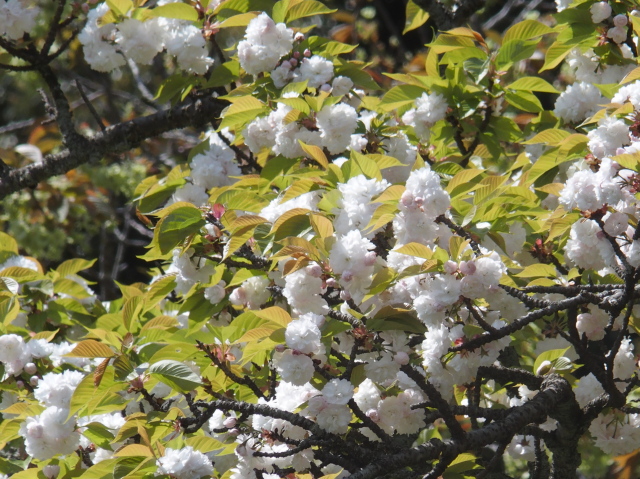 市原虎の尾（2021年4月8日）
