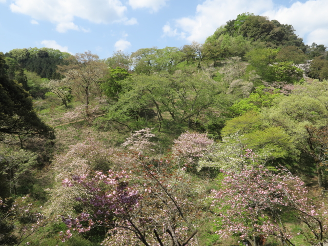 サクラ保存林（2021年4月12日）