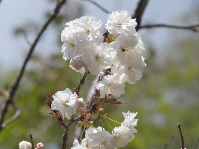 静香（2021年4月12日）