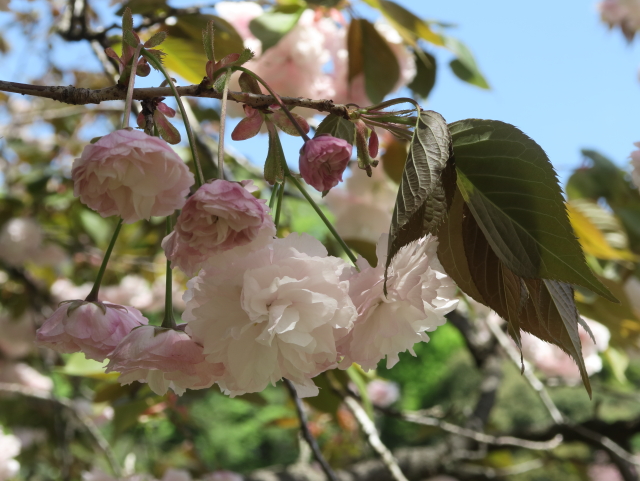 普賢象（2021年4月15日）