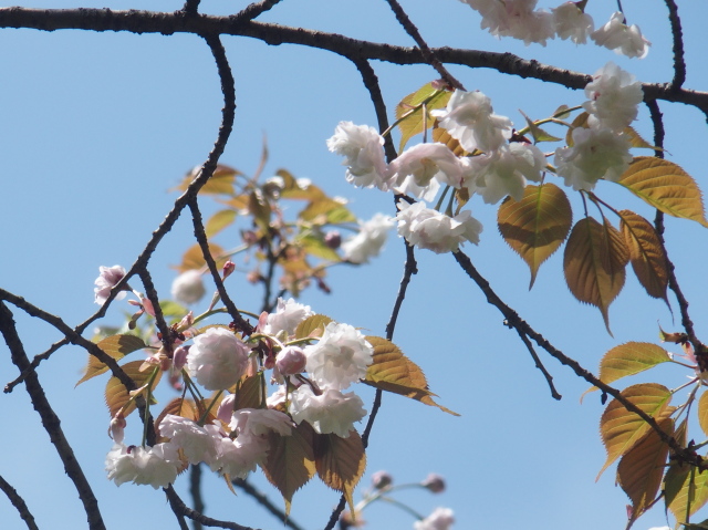 紅玉錦（2021年4月15日）