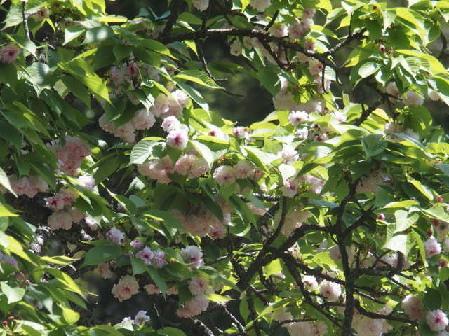 兼六園菊桜（2021年4月15日）