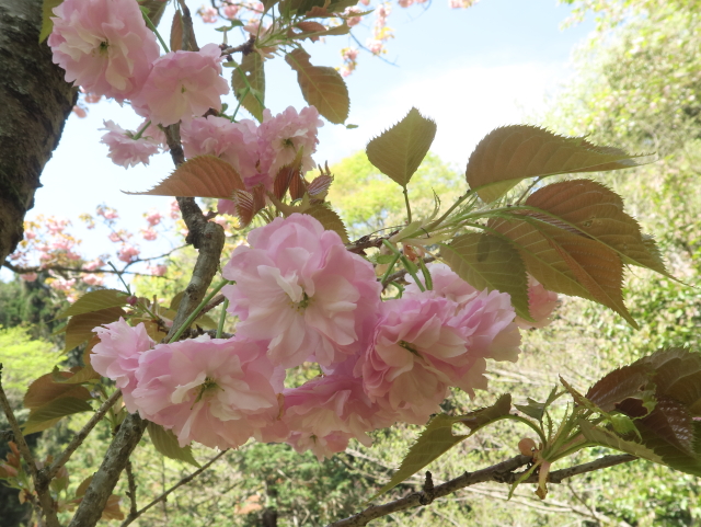 麒麟（2021年4月15日）