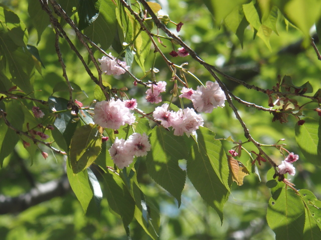 福桜（2021年4月19日）