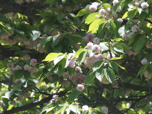 兼六園菊桜（2021年4月19日）