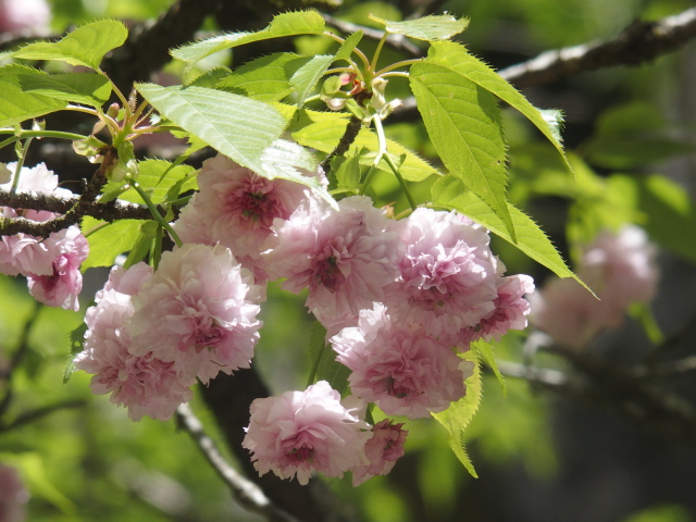 菊桜（2021年4月19日）