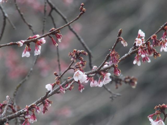 ‘寒桜’（2022年3月1日）
