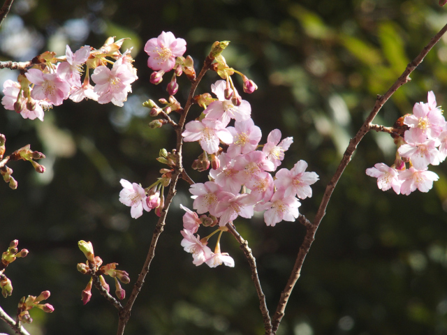 ‘河津桜’（2022年3月4日）