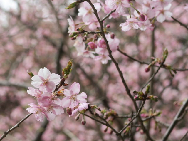 ‘河津桜’（2022年3月8日）
