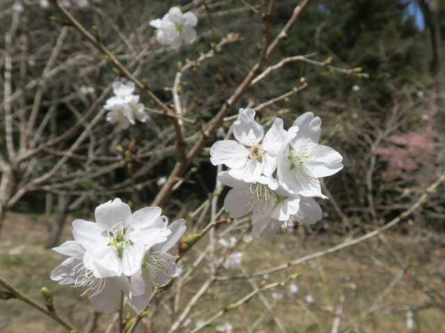 ‘明正寺’（2022年3月17日）