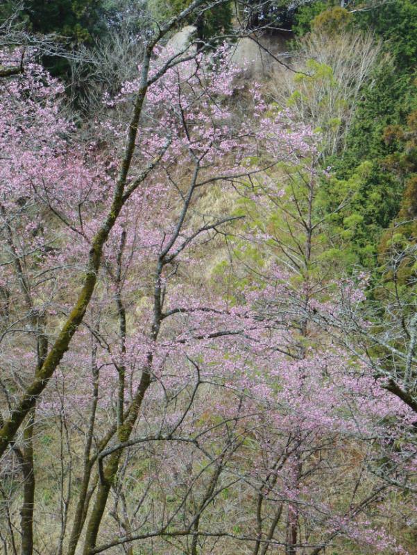 ‘修善寺寒桜’（2022年3月21日）