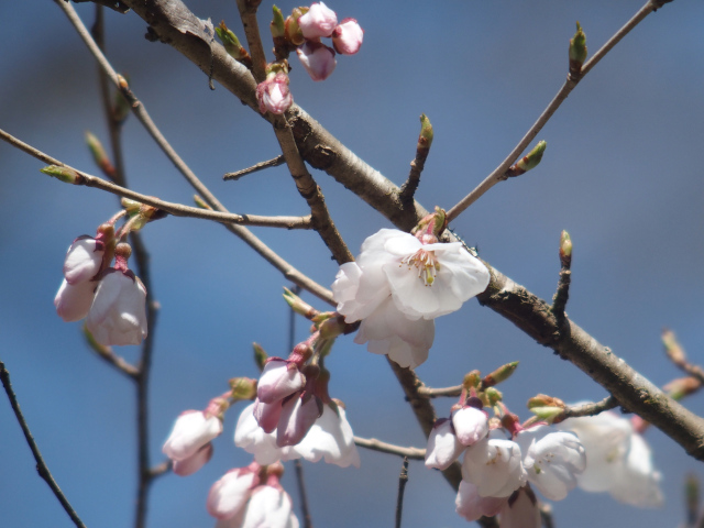 ‘越の彼岸桜’（2022年3月24日）