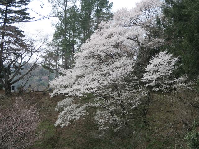 エドヒガン（栽培ライン名：樽見の大桜）（2022年3月31日）