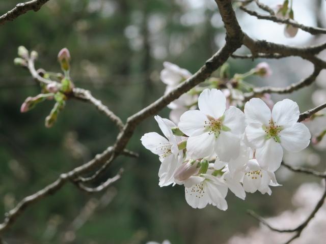 ‘染井吉野’（2022年3月31日）