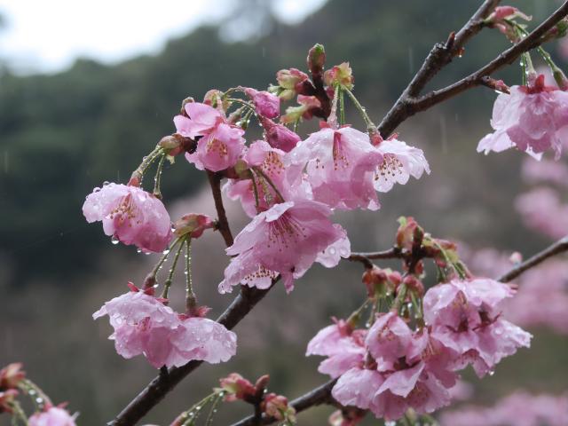 ‘陽光’（2022年4月4日）