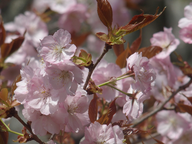 ‘長州緋桜’（2022年4月11日）
